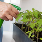 Warum feiner Sprühnebel Keimlinge schädigen kann