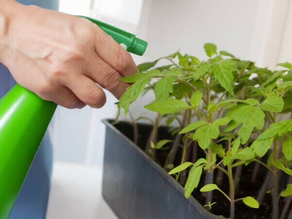 Warum feiner Sprühnebel Keimlinge schädigen kann