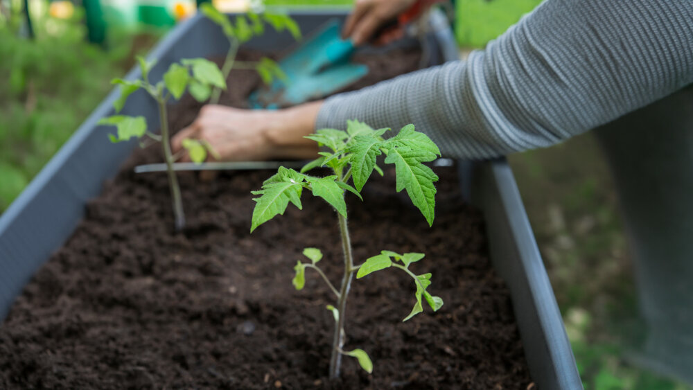 Tomatenpflanzen einpflanzen