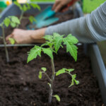 Warum Tomatenpflanzen nach dem Umtopfen nicht wachsen
