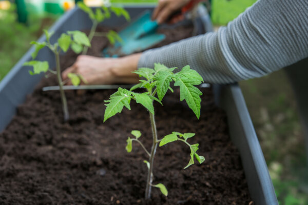 Tomatenpflanzen einpflanzen