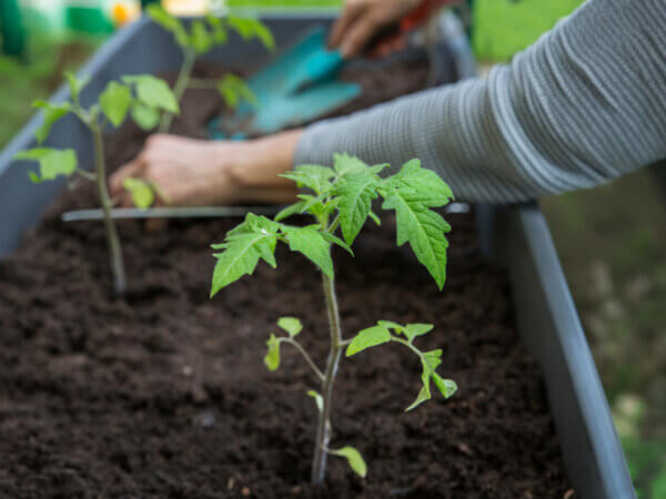 Warum Tomatenpflanzen nach dem Umtopfen nicht wachsen