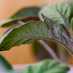 Warum Tomaten nach dem Einpflanzen manchmal violett werden