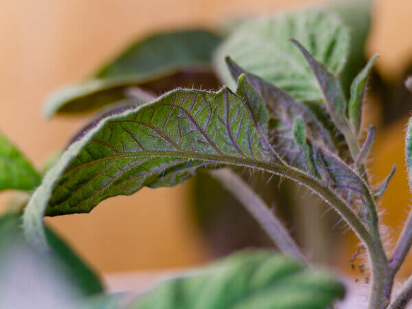 Warum Tomaten nach dem Einpflanzen manchmal violett werden