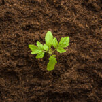 Warum die Tomaten- & Chilianzucht manchmal Geduld braucht