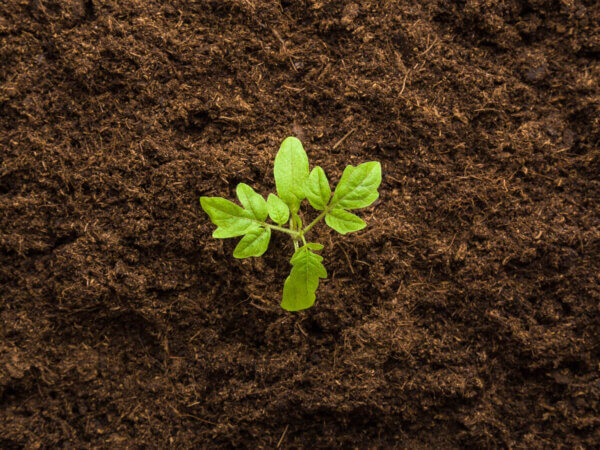 Warum die Tomaten- & Chilianzucht manchmal Geduld braucht