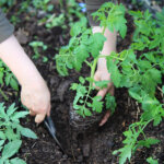 Tomaten tiefer setzen: Wann es Sinn macht