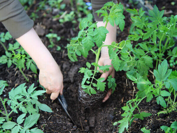 Tomaten tiefer setzen: Wann es Sinn macht