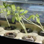 Zu früh ausgesät? So retten Sie vergeilte Jungpflanzen