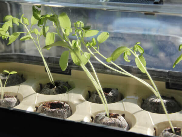 Zu früh ausgesät? So retten Sie vergeilte Jungpflanzen