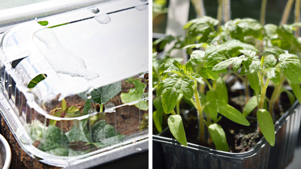 Zimmergewächshaus vs. offene Anzucht