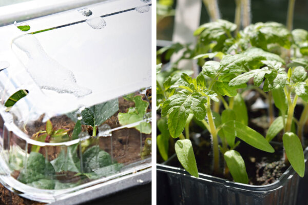 Zimmergewächshaus vs. offene Anzucht