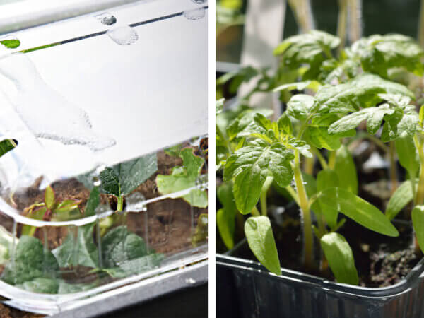 Zimmergewächshaus vs offene Anzucht – wo gedeiht was besser?