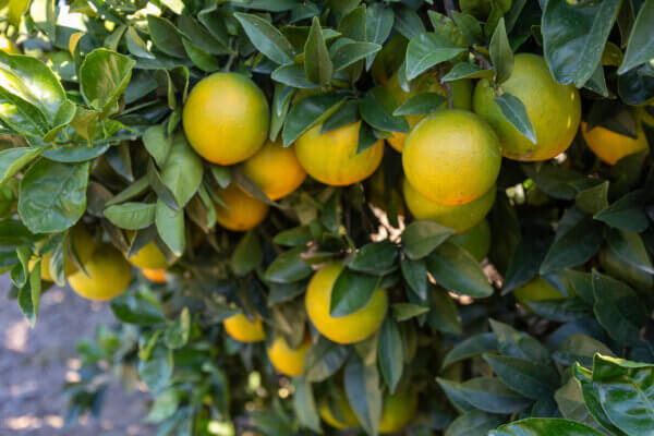Zitruspflanze