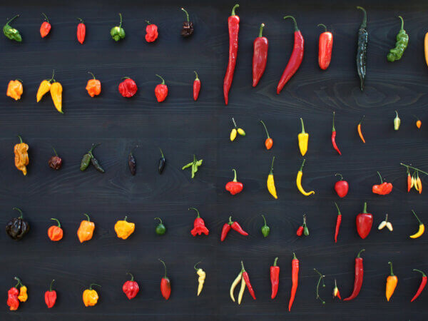 Chilisorten auswählen: Welche Sorten wirklich zu Ihnen passen
