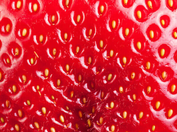 Erdbeeren aus Samen ziehen – Lohnt sich das?