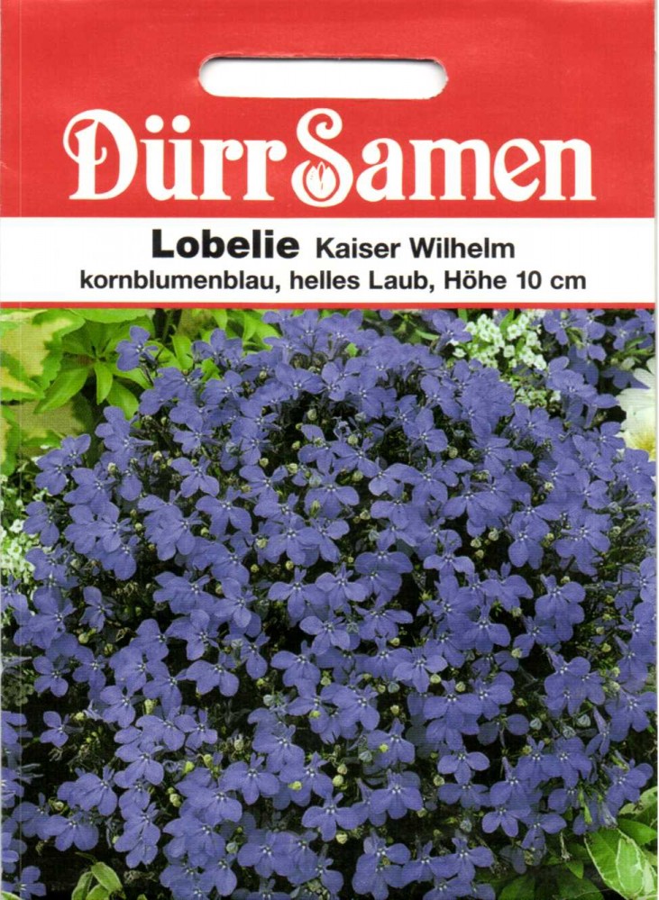 Lobelie Kaiser Wilhelm ( Männertreu ) von DürrSamen