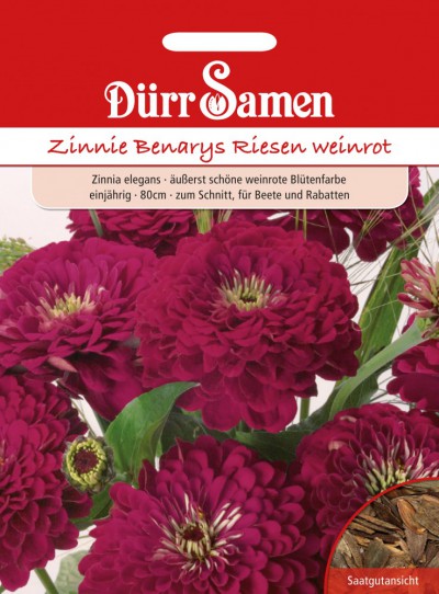 Dehner Blumen-Saatgut Zinnie 'Benarys Riesen Weinrot' – 5er Pack (je 6 G), Für Ca. 40 Pflanzen